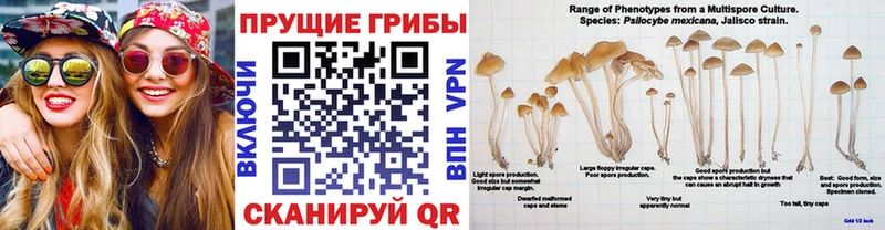 Галлюциногенные грибы GOLDEN TEACHER  Купить закладки  Хилок 